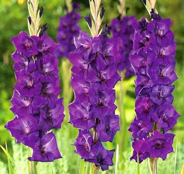 Bulbi de Gladiole "Purple Flora", 7 Bucati