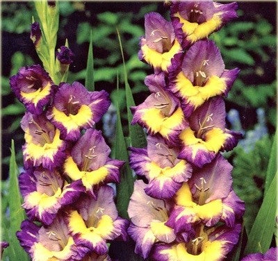 Bulbi Gladiole - Dynamite - 5 buc