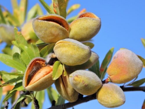 Migdal Largette