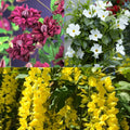 Flori Cataratoare - Pachet Promo 1 - Clematis - Glicina - Dipladenia