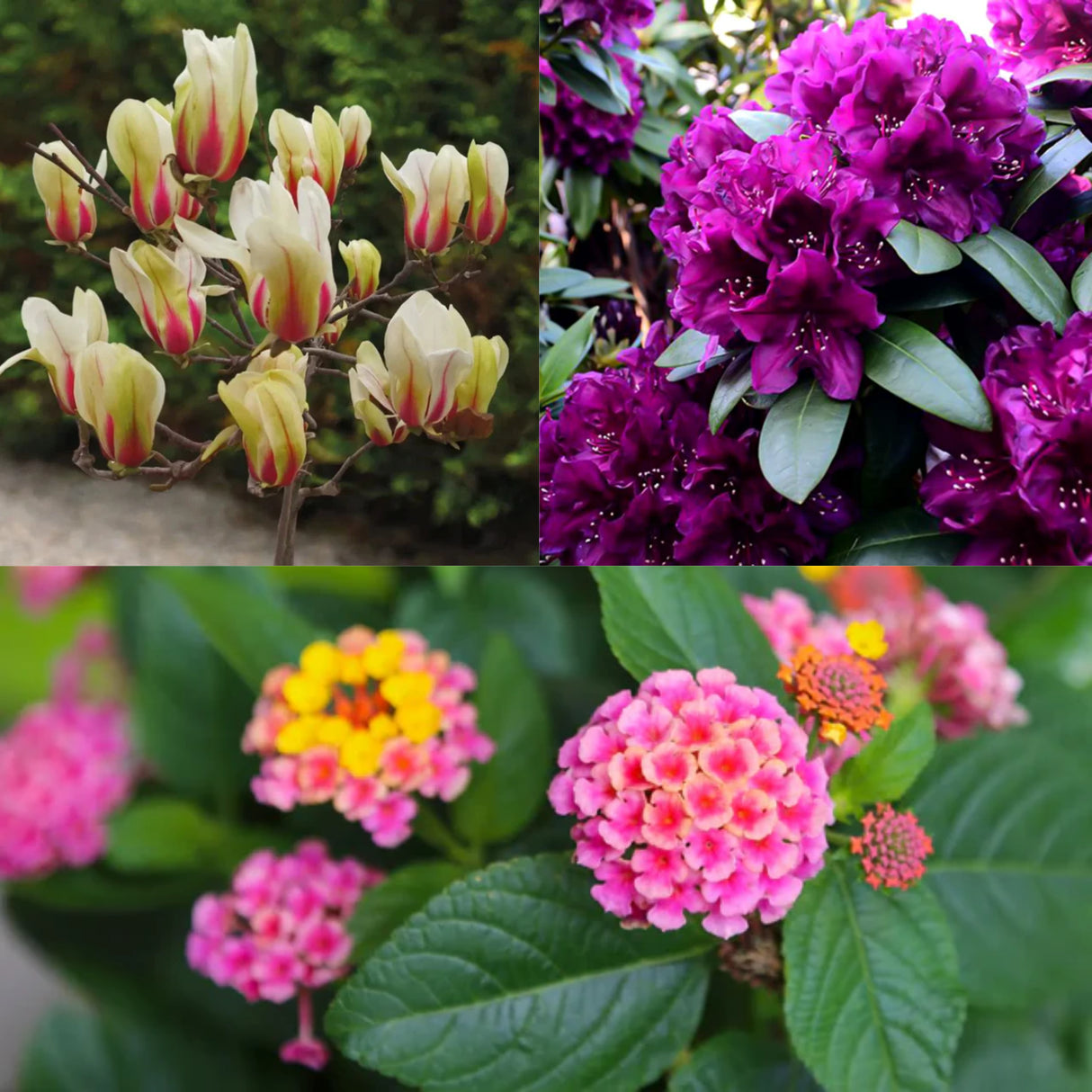 Plante Ornamentale - Pachet 3 buc- Magnolia-Rhododendron-Lantana