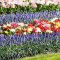 Straturi colorate de flori de primăvară
