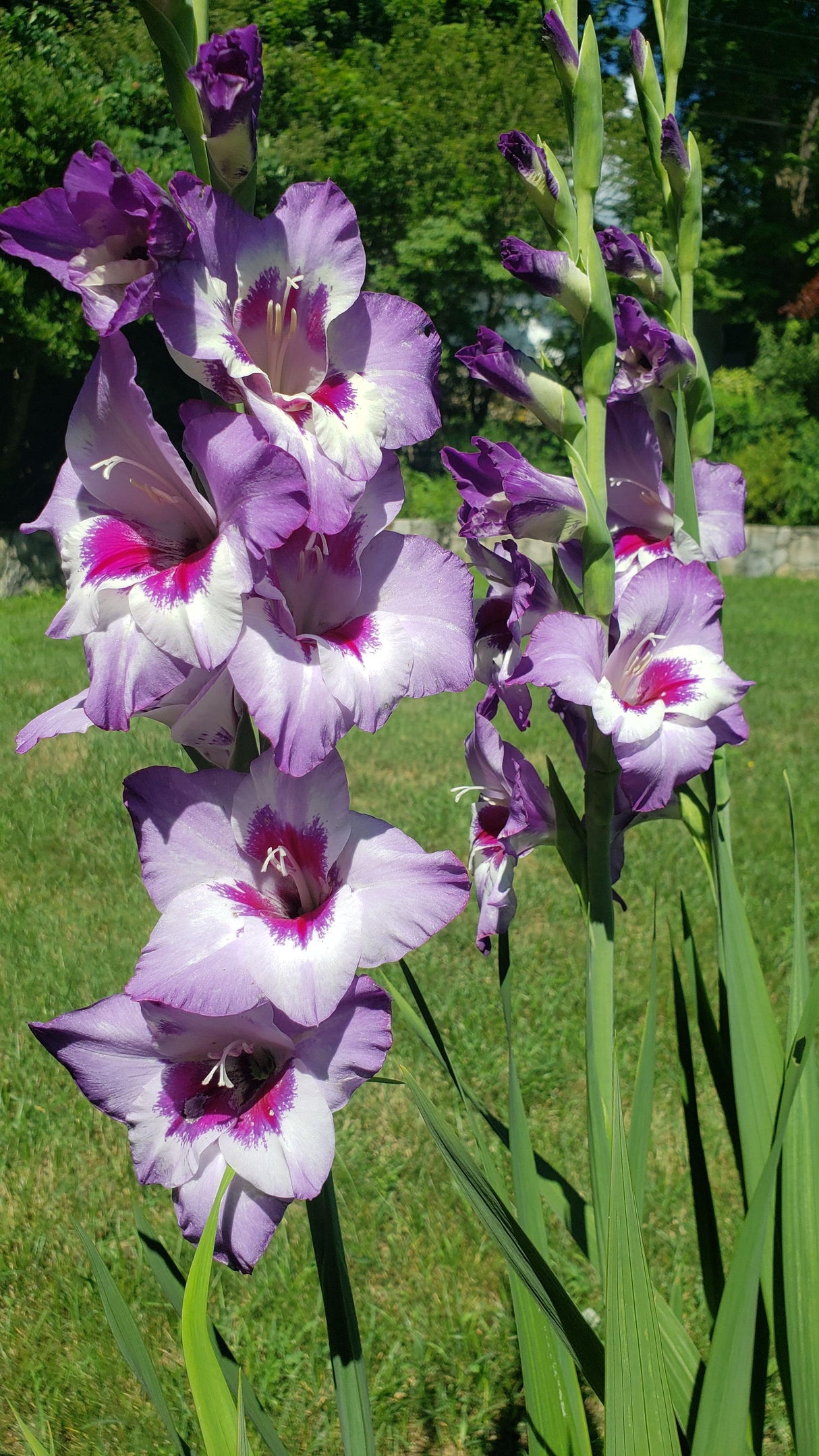 Bulbi de Gladiole "Vista", 7 Bucati