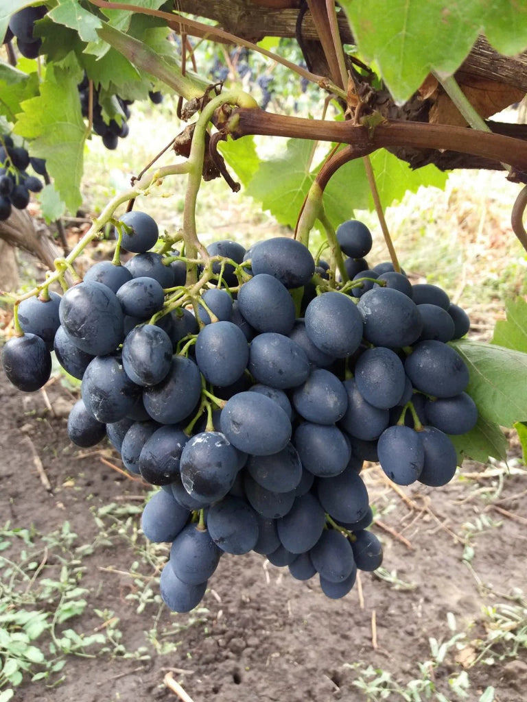 Butaș Viță de Vie de Masă "Moldova", 1 Bucată