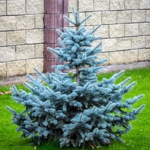 Picea Pungens Super Blue Seeding - Brad Argintiu ,la Ghiveci de 6 litri, 1 Bucata