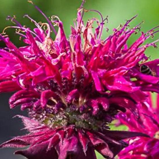 Monarda 'Kardinal" (Busuioc Turcesc)