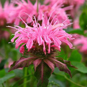 Monarda "Croftway Pink" (Busuioc Turcesc)