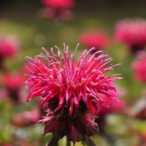 Monarda 'Kardinal" (Busuioc Turcesc)