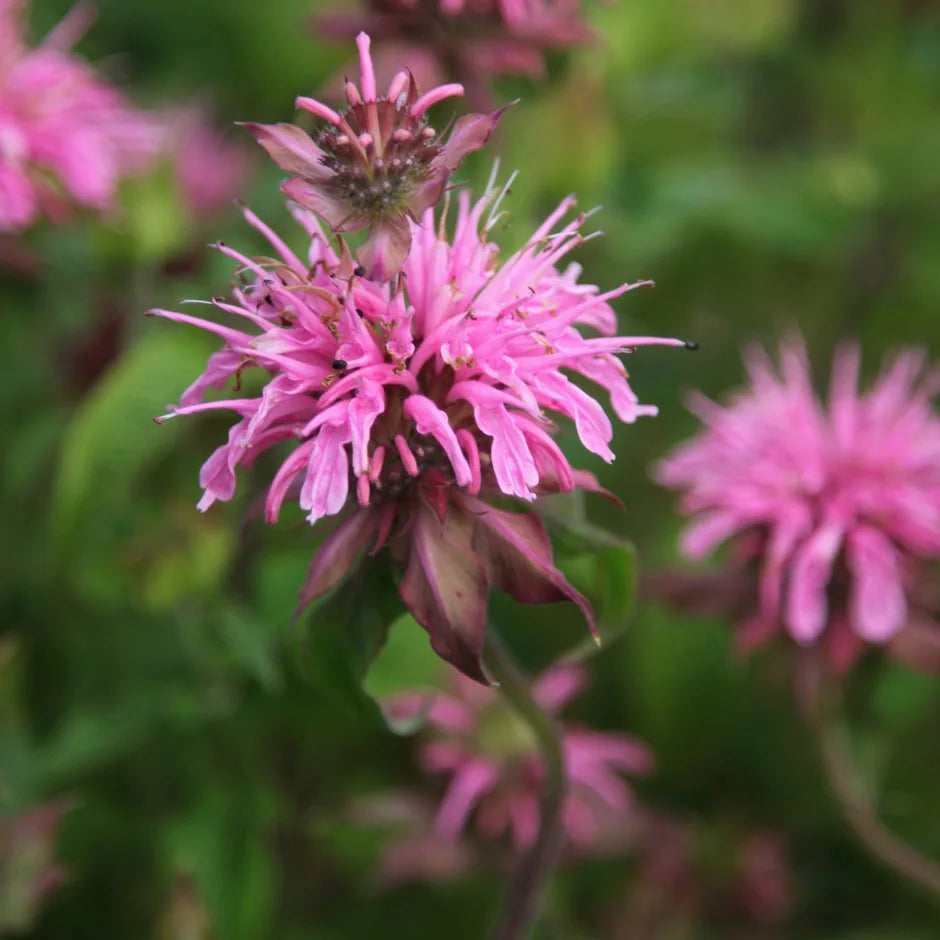 Monarda "Croftway Pink" (Busuioc Turcesc)