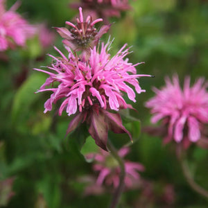 Monarda "Croftway Pink" (Busuioc Turcesc)