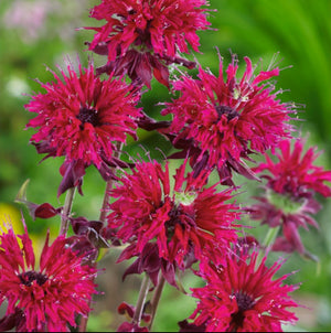 Monarda 'Kardinal" (Busuioc Turcesc)