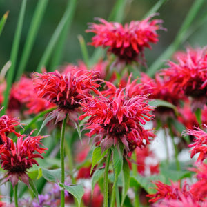 Monarda "Cambridge Scarlet" (Busuioc Turcesc)
