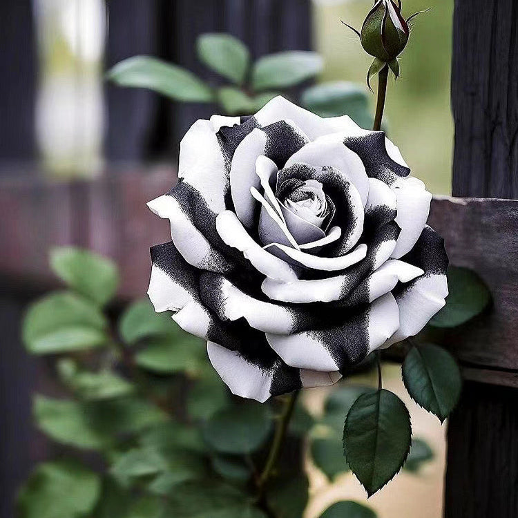 Trandafir "Monochrome Elegance" la ghiveci