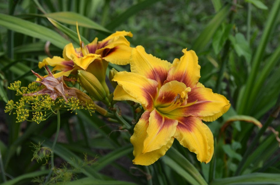 Bulbi de Hemerocallis "Double Mount Helena", Crin Salbatic, 1 Bucata