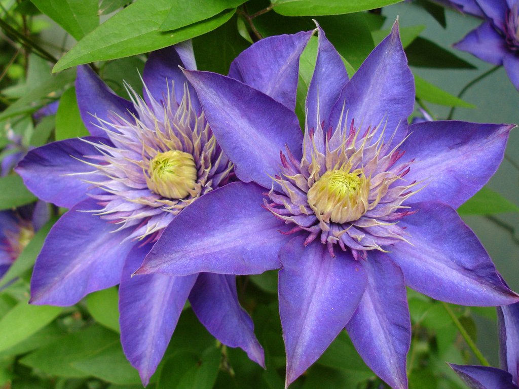 Clematis "Multi Blue" la Ghiveci, 1 Bucata