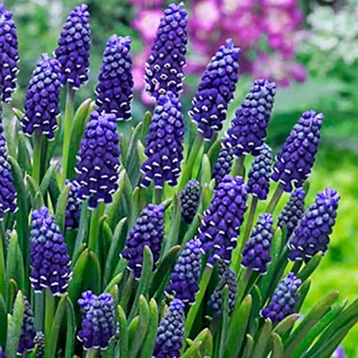 Bulbi de Muscari "Night Eyes", 5 Bucati