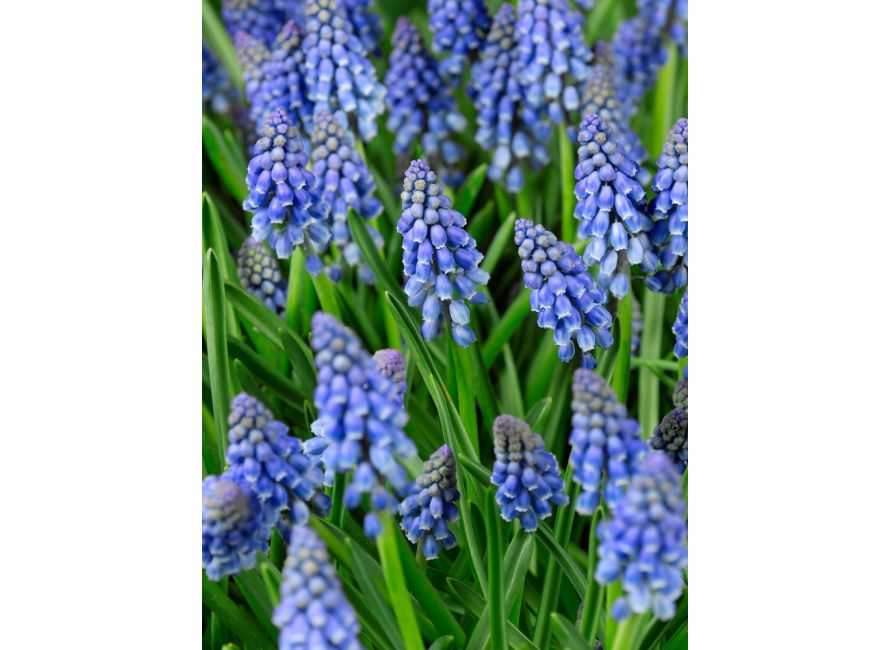 Bulbi de Muscari "Armeniacum", 5 Bucati