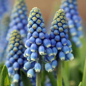 Bulbi de Muscari "Blue Magic", 5 Bucati