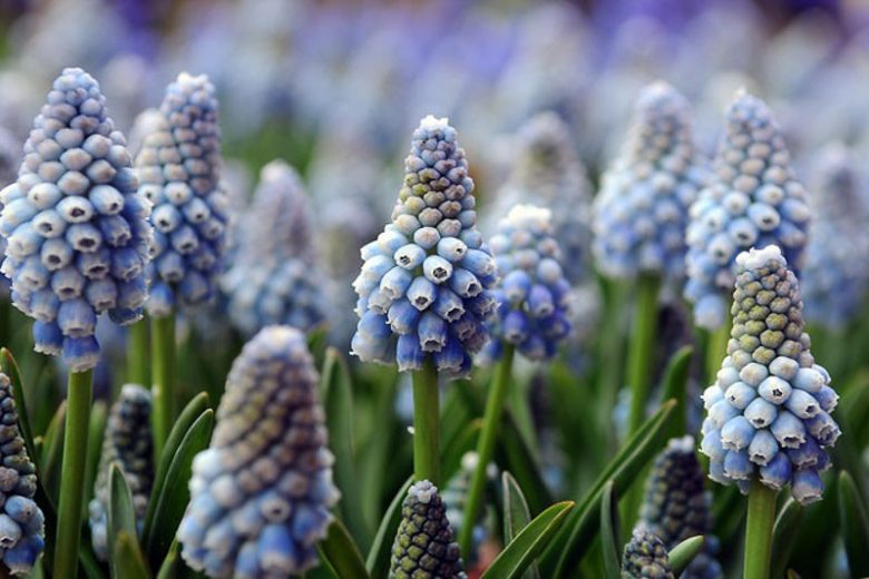 Bulbi de Muscari "Ocean Magic", 5 Bucati