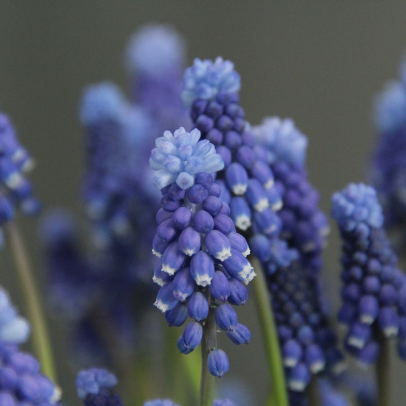 Bulbi de Muscari "Superstar", 5 Bucati