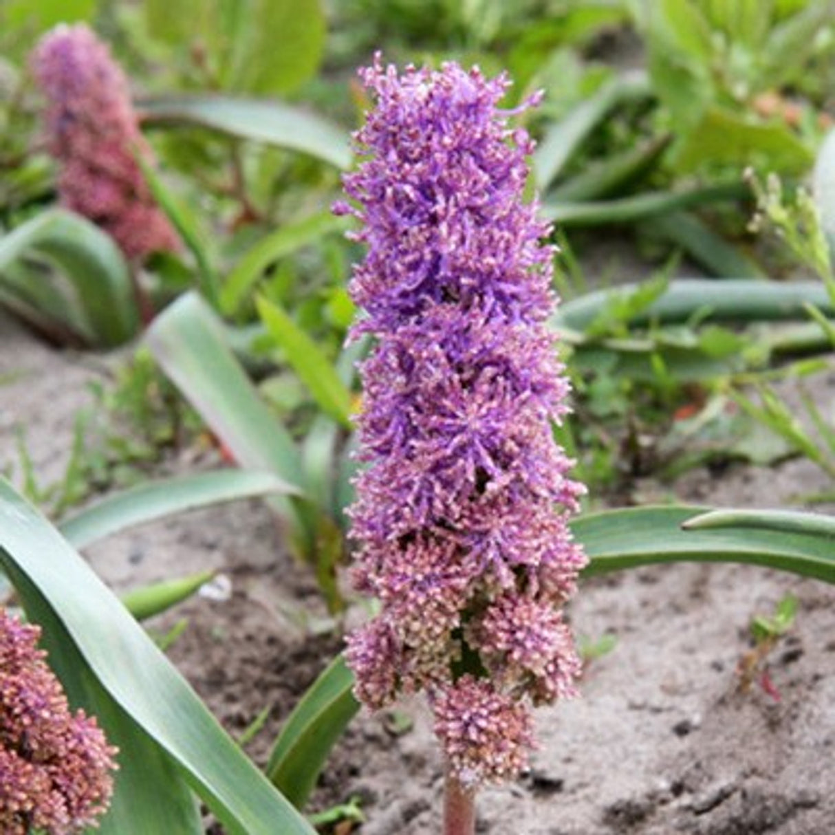 Bulbi de Muscari "Plumosun", 5 Bucati