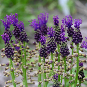 Bulbi de Muscari "Comosum", 5 Bucati