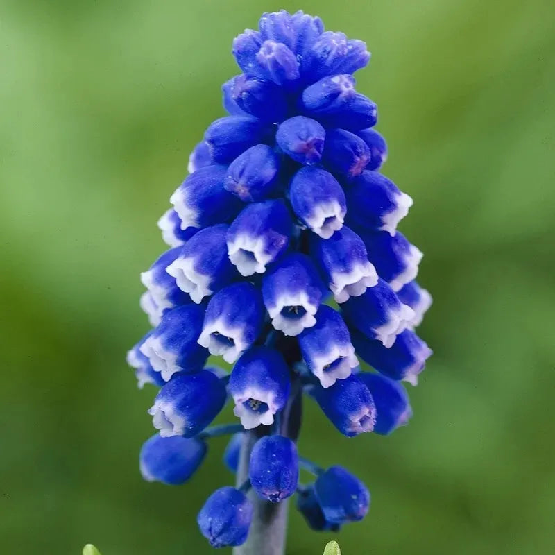 Bulbi de Muscari "Dark Eye", 5 Bucati