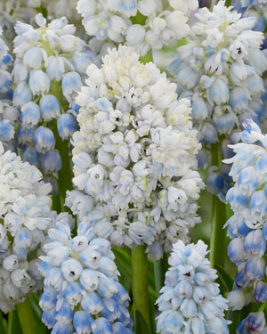 Bulbi de Muscari "Nature's Beauty", 5 Bucati