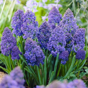 Bulbi de Muscari "Fantasy Creation", 5 Bucati