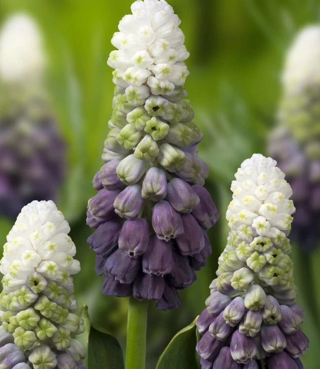 Bulbi de Muscari "Grape Ice", 5 Bucati