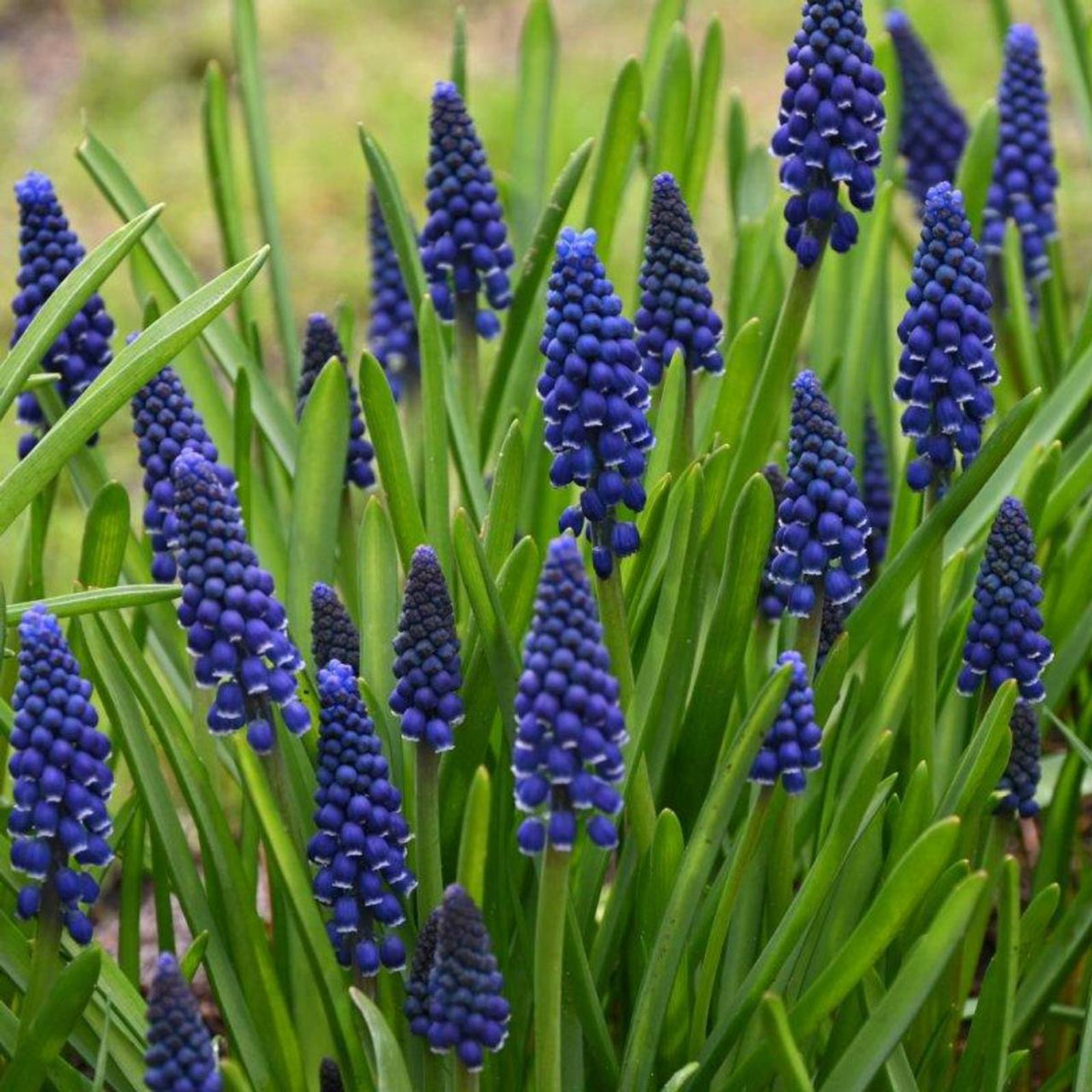 Bulbi de Muscari "Joyce Spirit", 5 Bucati