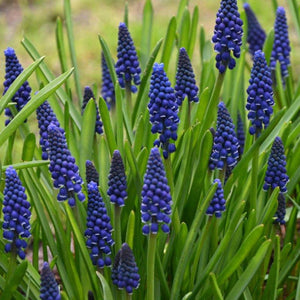 Bulbi de Muscari "Joyce Spirit", 5 Bucati