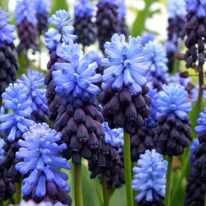 Bulbi de Muscari "Latifolium", 5 Bucati