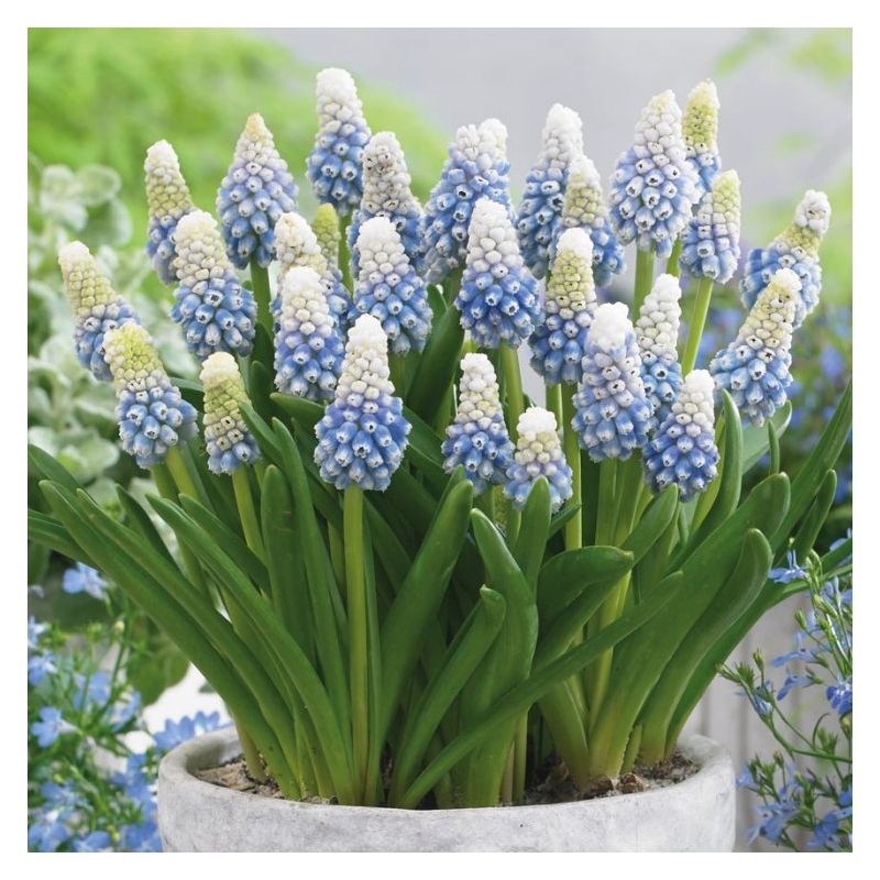 Bulbi de Muscari "Mountain Lady", 5 Bucati