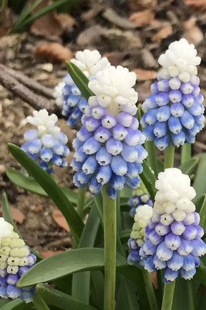 Bulbi de Muscari "Mountain Lady", 5 Bucati