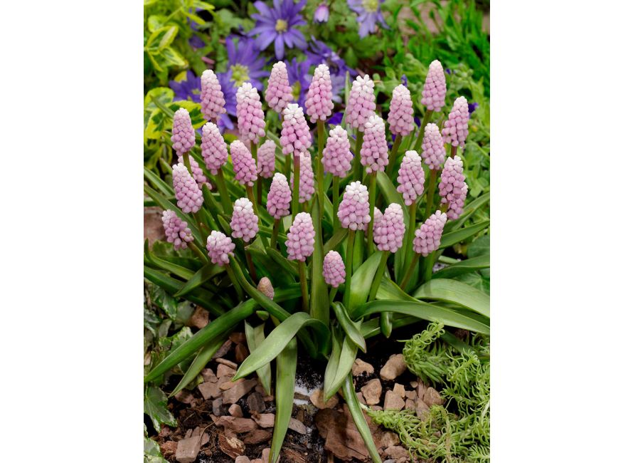 Bulbi de Muscari "Pink Sunrise", 5 Bucati