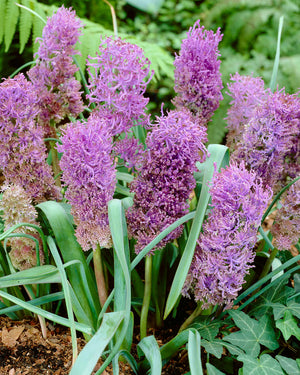 Bulbi de Muscari "Plumosun", 5 Bucati