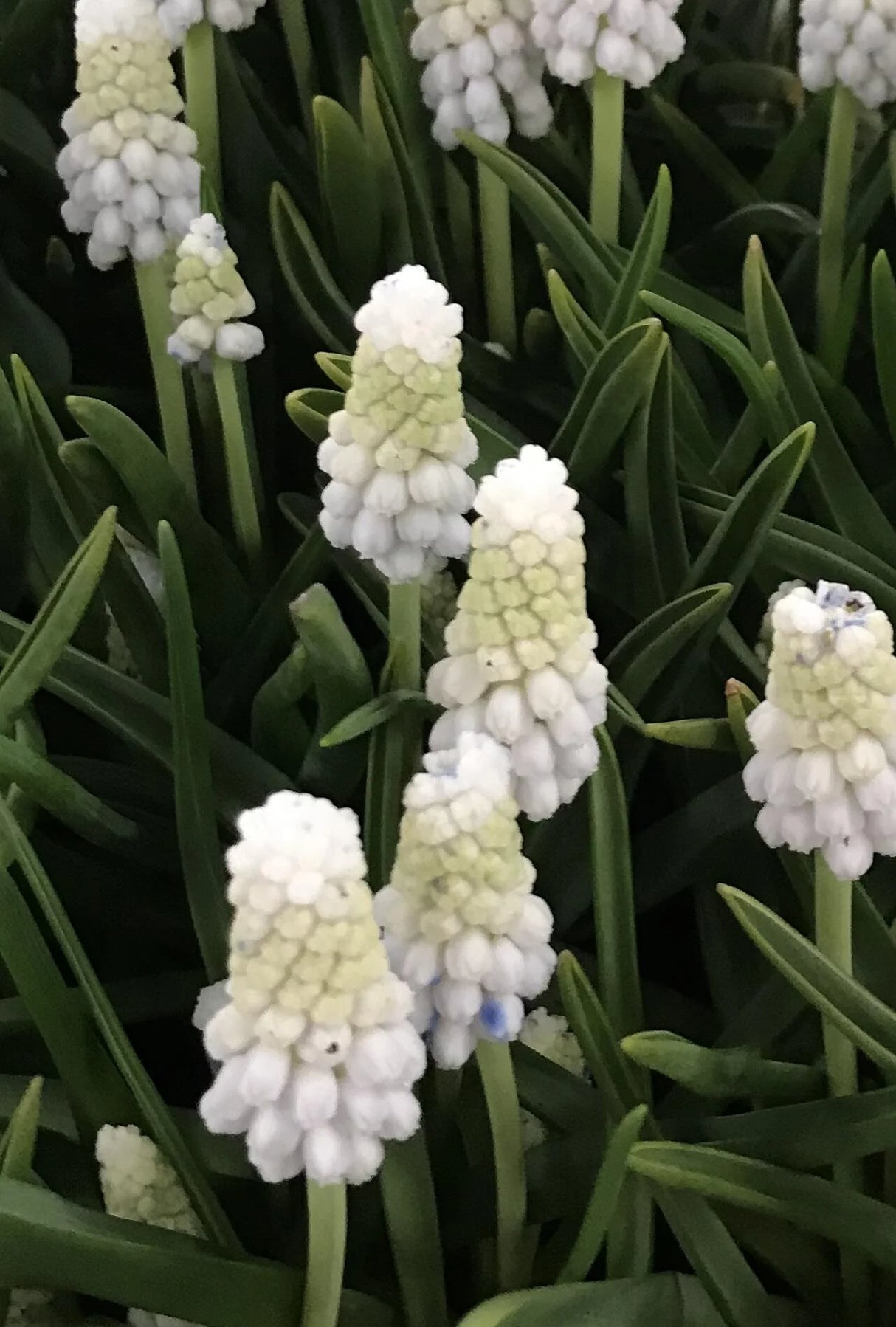 Bulbi de Muscari "Siberian Tiger", 5 Bucati