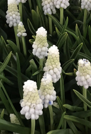 Bulbi de Muscari "Siberian Tiger", 5 Bucati