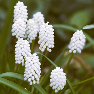 Bulbi de Muscari "Siberian Tiger", 5 Bucati