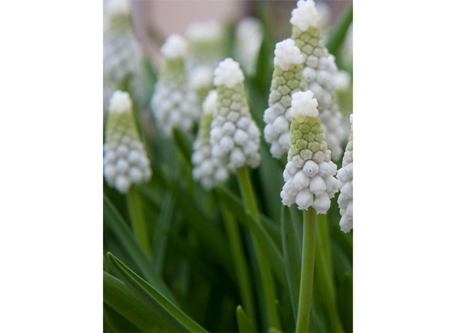 Bulbi de Muscari "White Pearl", 5 Bucati