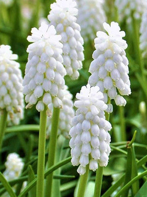 Bulbi de Muscari "White Pearl", 5 Bucati