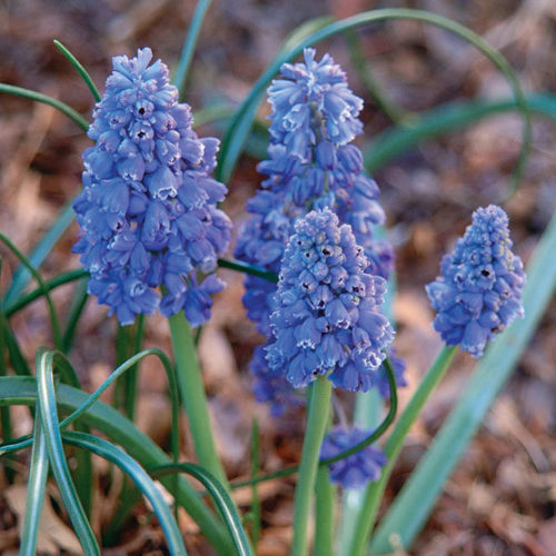 Bulbi de Muscari "Blue Spike", 5 Bucati