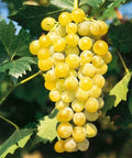 Viță de Vie de Masă "Muscat de Poloskei", la Ghiveci