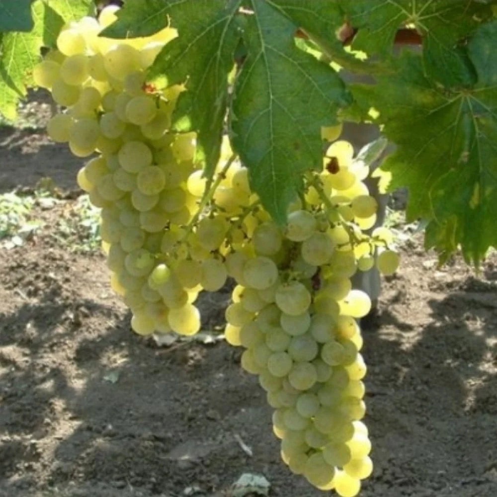 Butaș Viță de Vie de Masă "Muscat de Poloskei", 1 Bucată