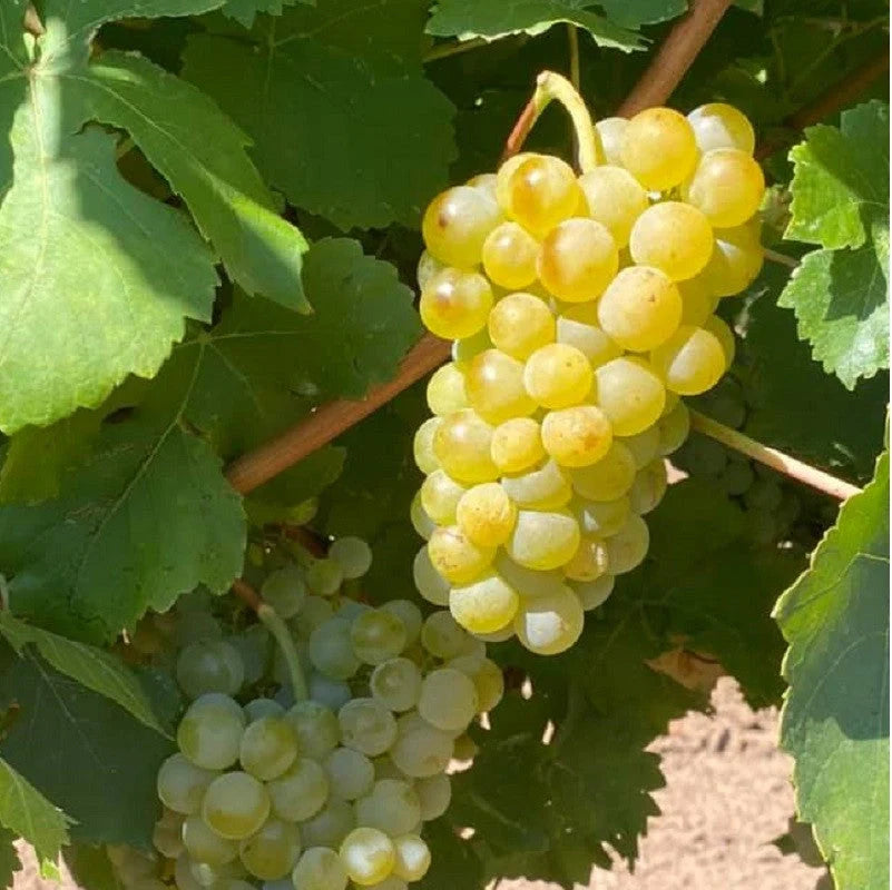 Butaș Viță de Vie de Masă "Kismis Galben", 1 Bucată