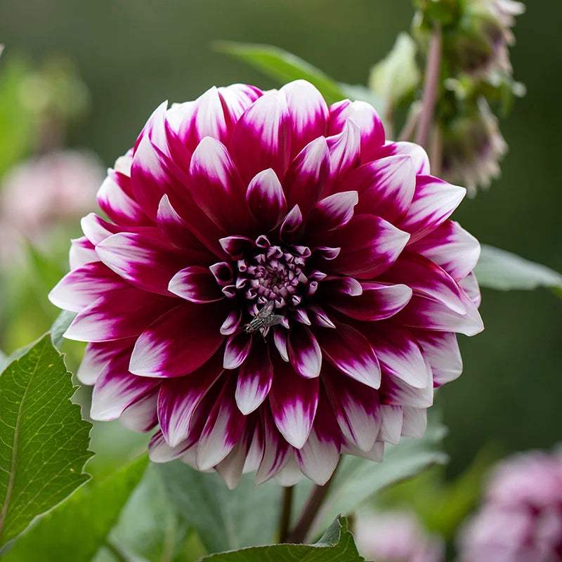 mystery-day-dinner-plate-dahlia-flowers_48b2a373-1664-499c-baf4-71dee939ca3e - Fitza Florilor