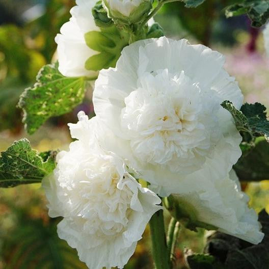Bulbi de Nalba de Gradina "Alcea Rosea", Alb, 1 Bucata