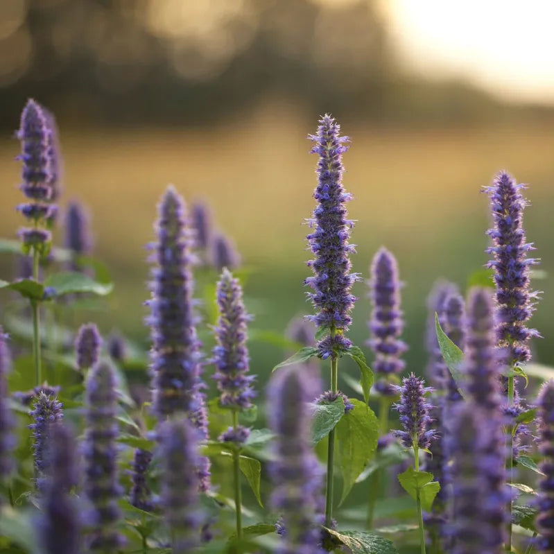 Agastache Rugosa Blue Spike (Menta Colibri), 1 bucata