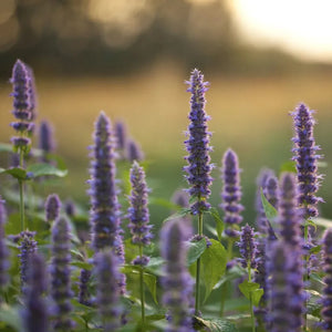 Agastache Rugosa Blue Spike (Menta Colibri), 1 bucata